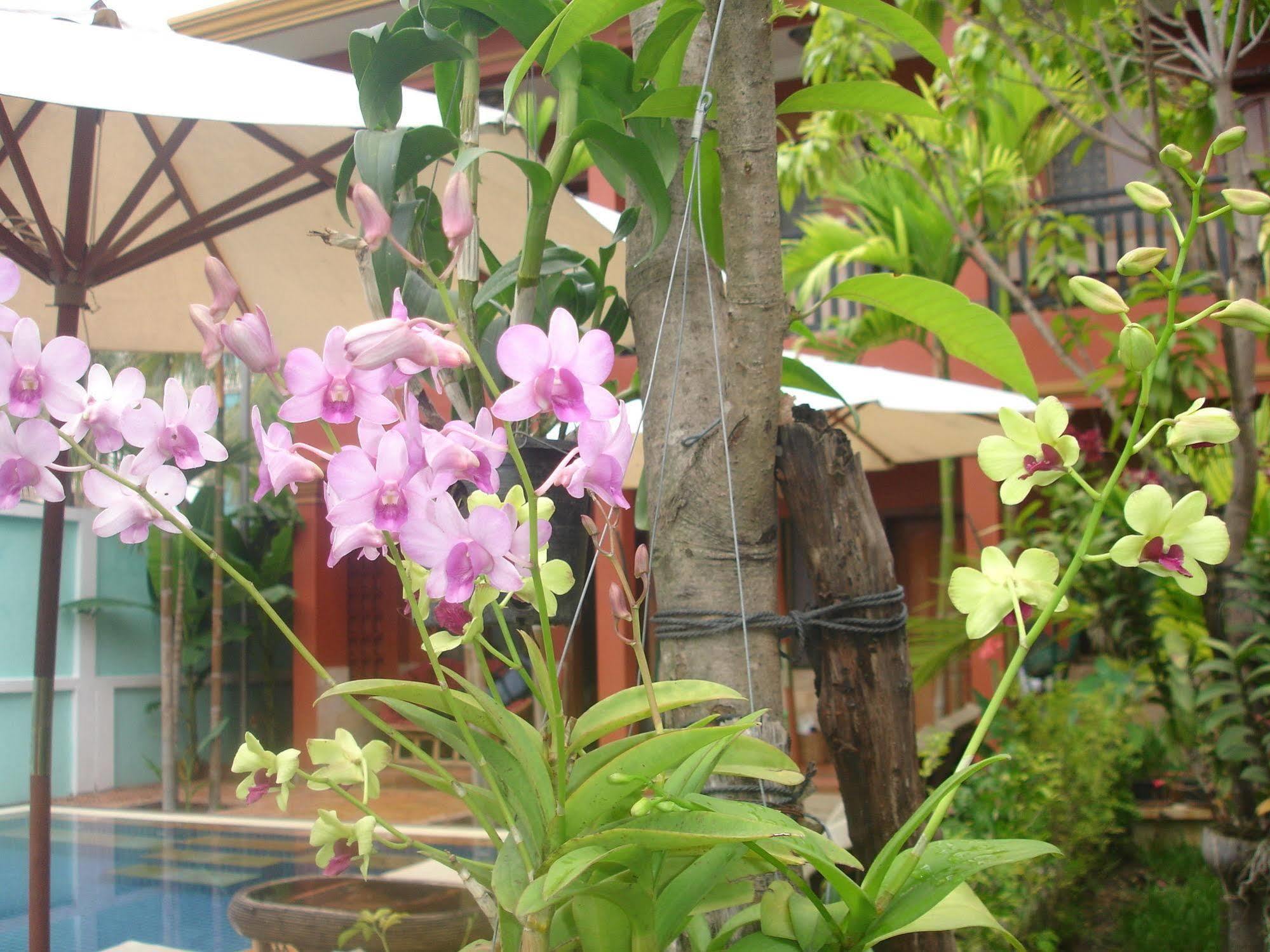 Jasmine Lodge Siem Reap Exterior photo